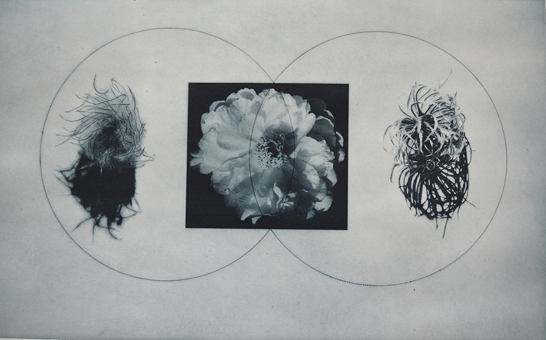 Shape Shifter, Clematis. 2020. Photopolymer Gravure. 10x16ins.